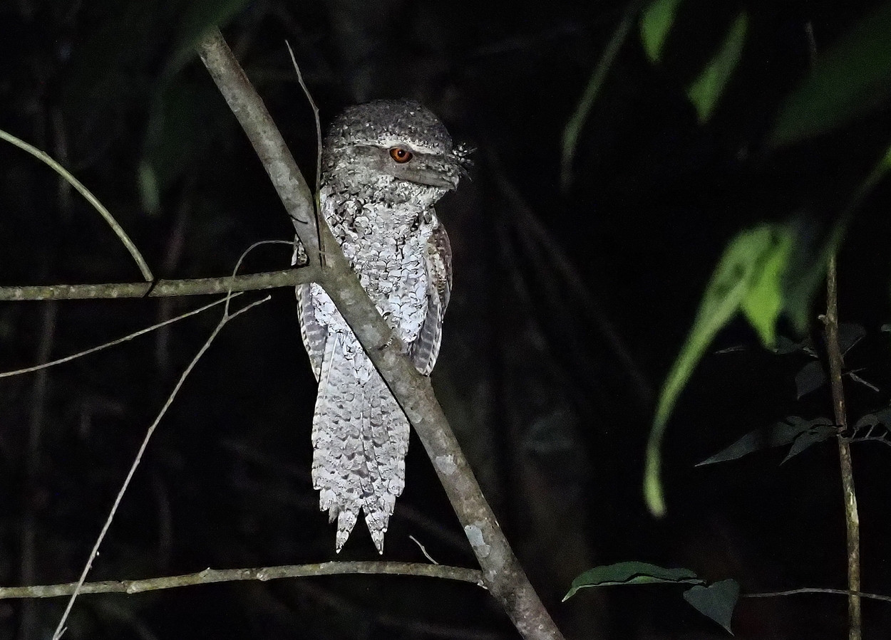 image Marbled Frogmouth